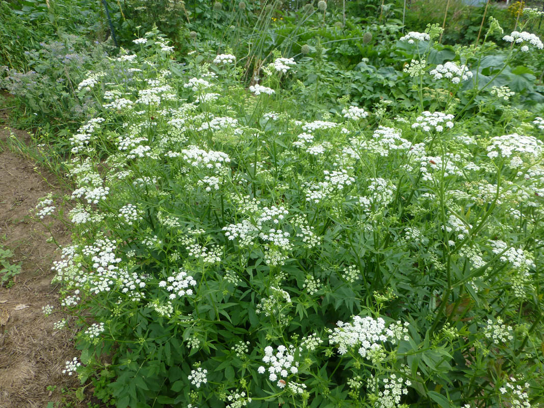 Sium sisarum